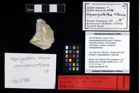 NHMW-GEO-2007z0149-0438_Ol_01.tifHispanigalathea tithonia (Robins, Feldmann, Schweitzer & Bonde, 2016)  (NHMW-GEO-2007z0149-0438)